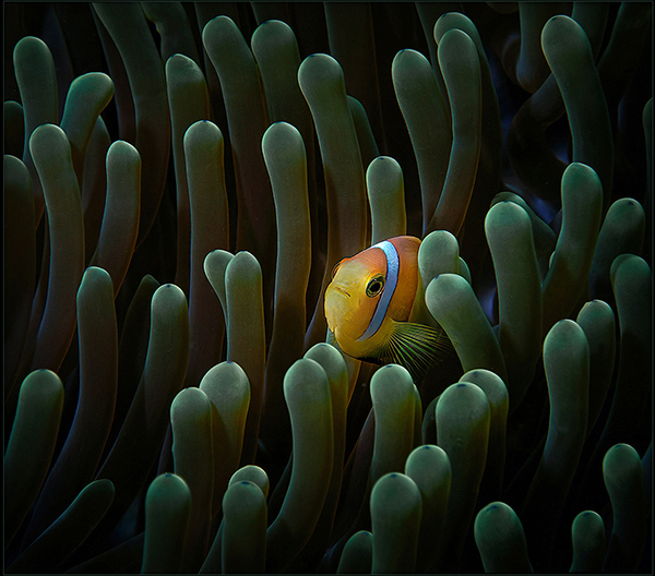 Blackfoot anemonefish.jpg